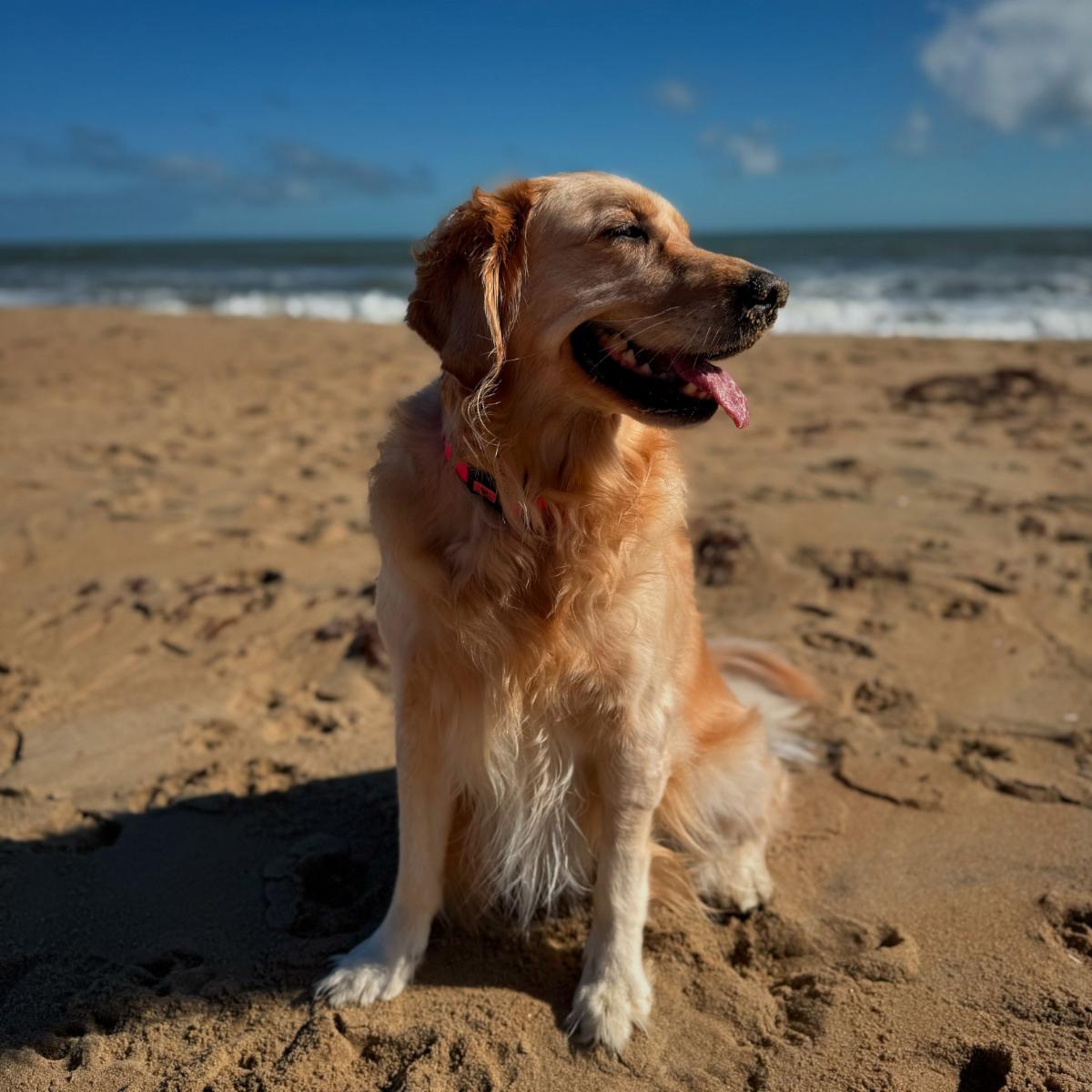 Bash at Sandbridge Beach, VA